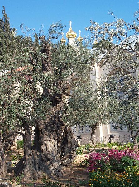 446px-Gethsemane
