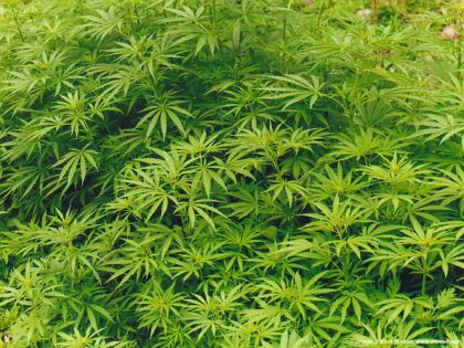 Marihuana