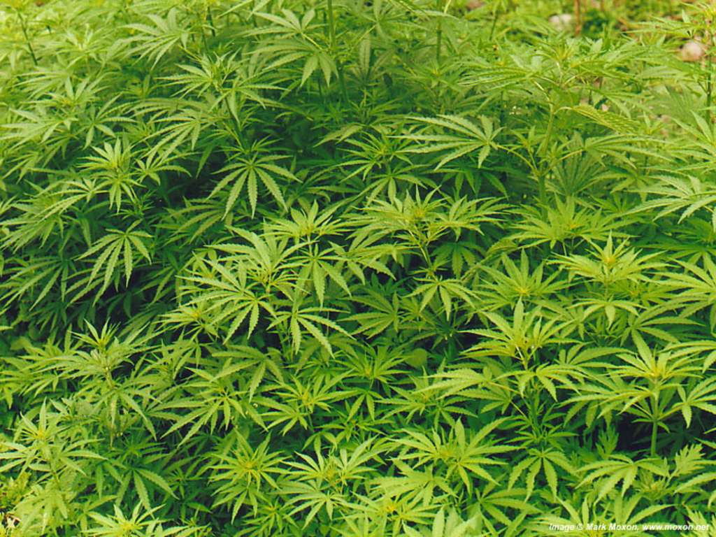 Marihuana