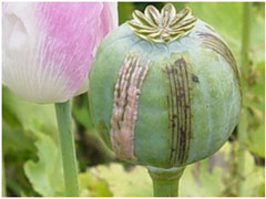 opium