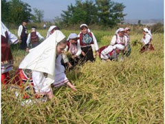 orizari