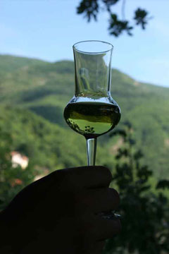 zdravica