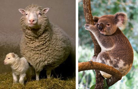 ovca-koala