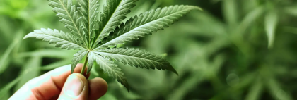 marihuana111