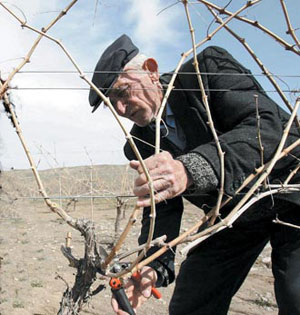 Закројување на лозје