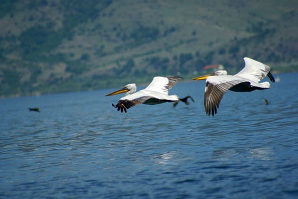 pelikani-vo-prespa