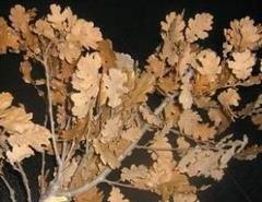 badnik_grance_720941291-1