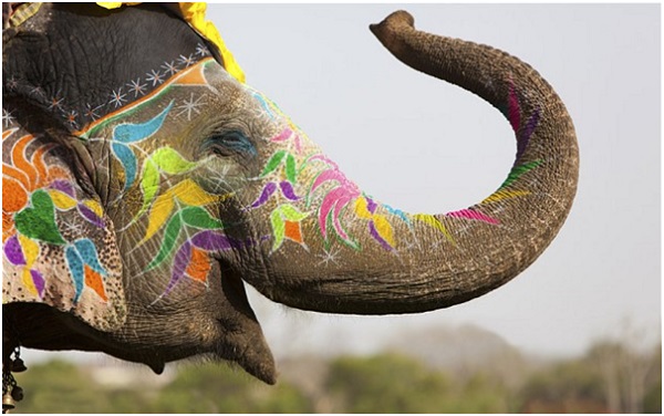 india-slon