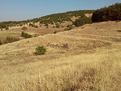 ovce-pole-180