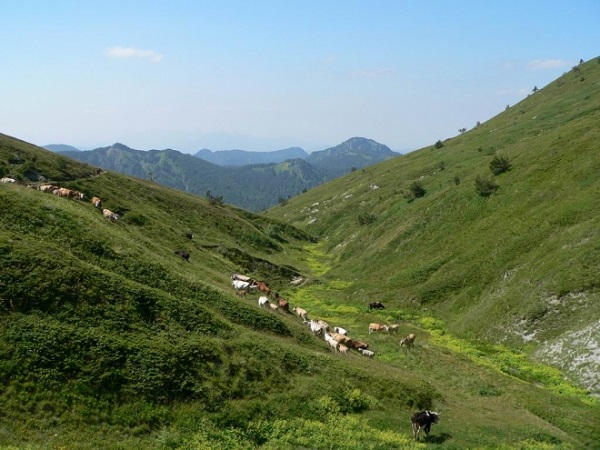 kozuf
