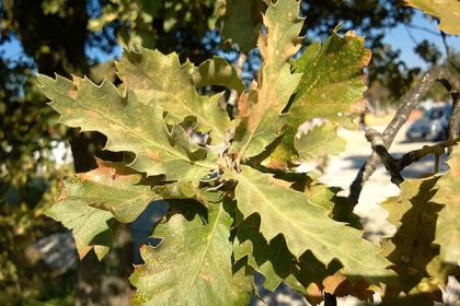 makedonski-dab quercus 1